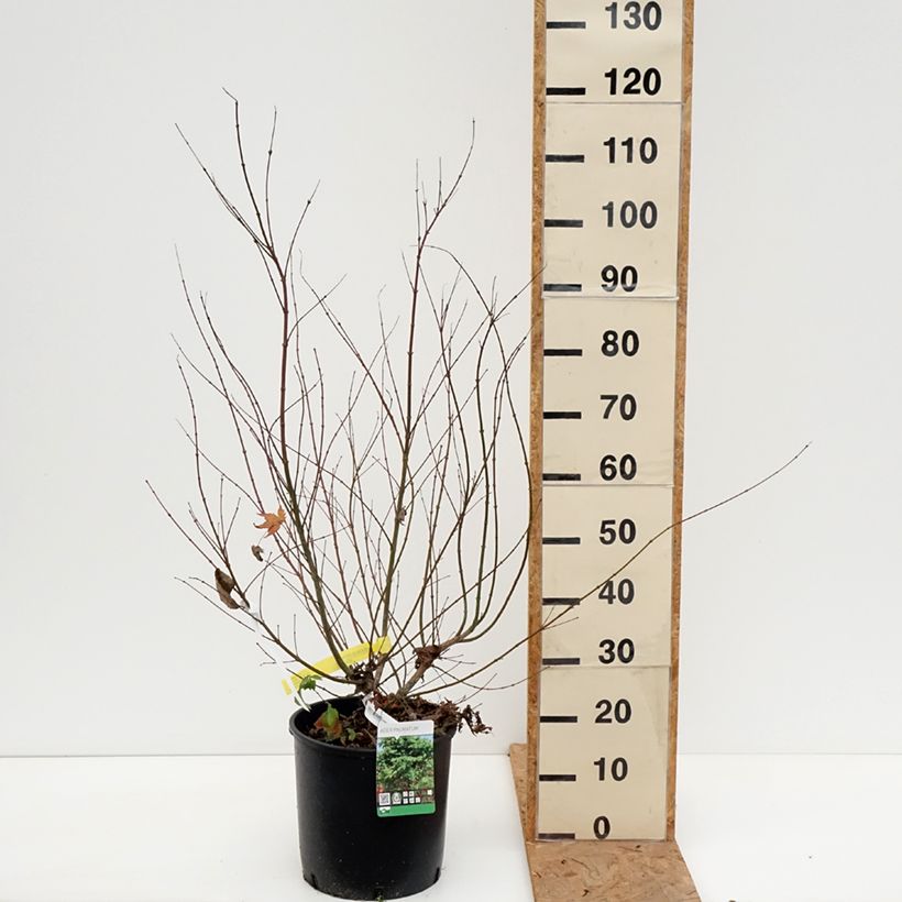 Ejemplar de Arce japonés - Acer palmatum Maceta 7,5L/10L entregado en otoño
