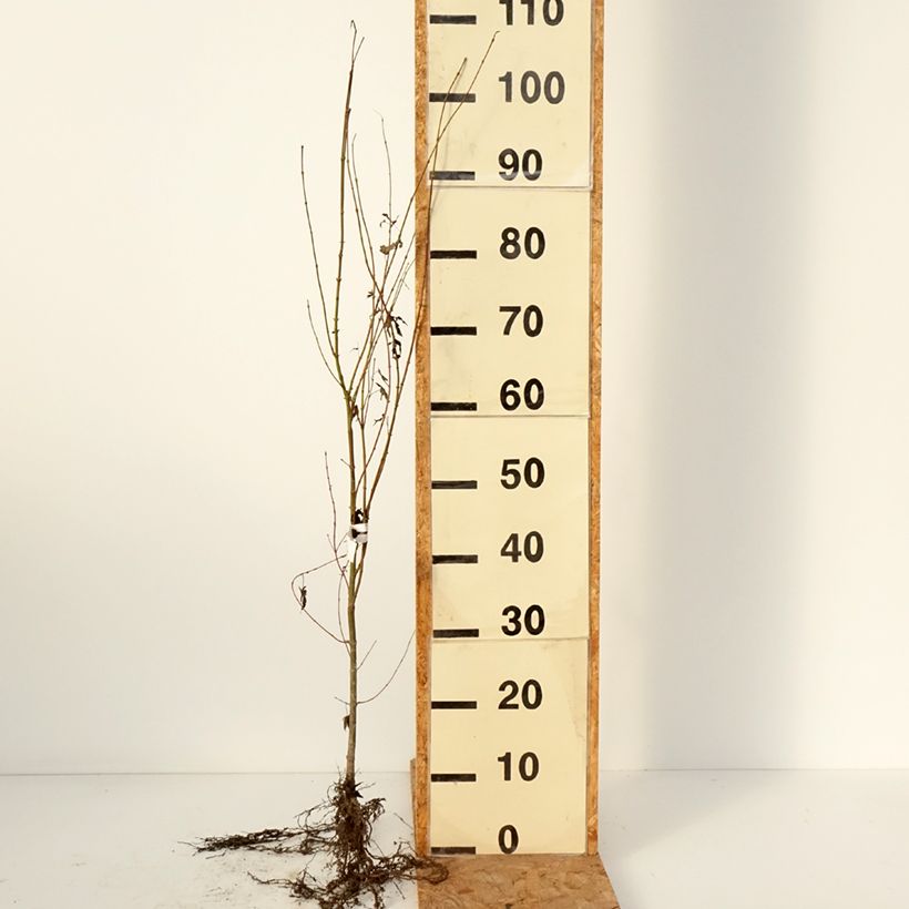 Arce japonés - Acer palmatum Raíces desnudas Ejemplar entregado en invierno