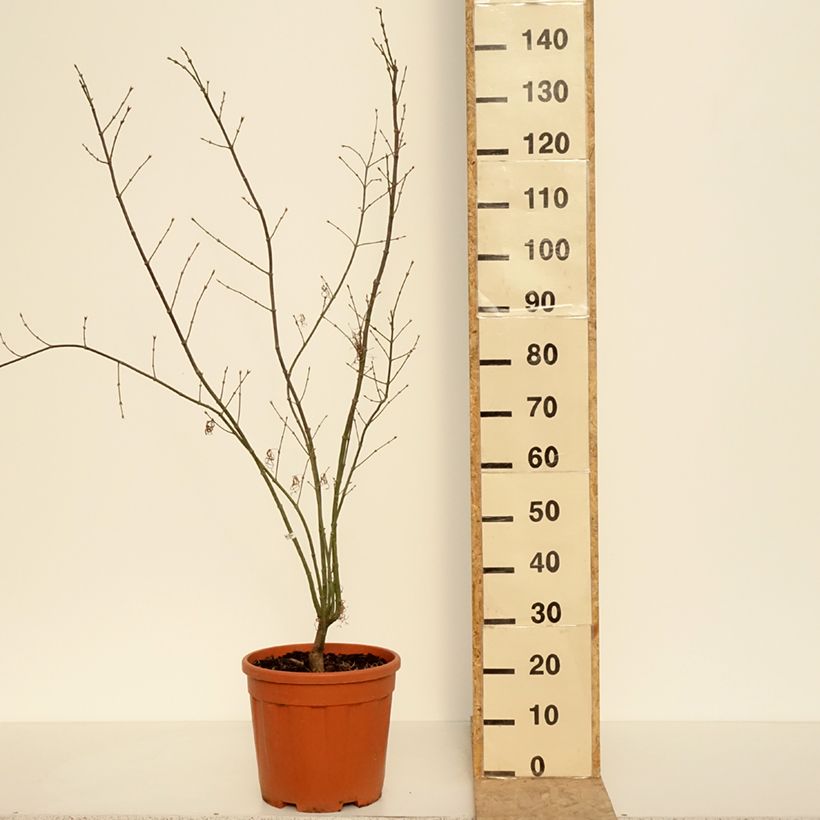 Arce japonés Red Pygmy Maceta 12L/15L Ejemplar entregado en la primavera