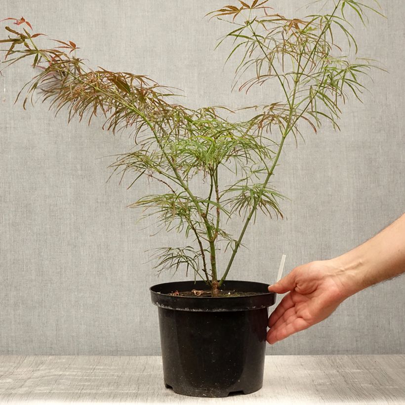 Ejemplar de Arce japonés Red Pygmy Maceta 3L/4L entregado en verano