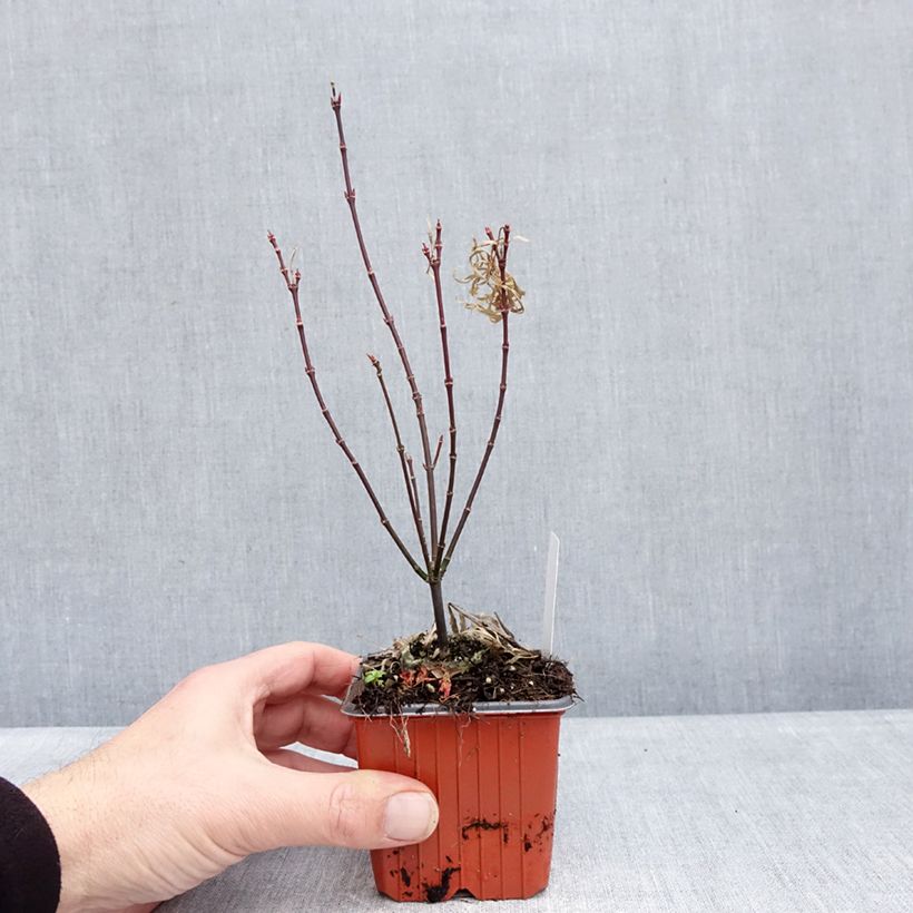 Arce japonés Royal Garnet Maceta de 8/9 cm Ejemplar entregado en invierno