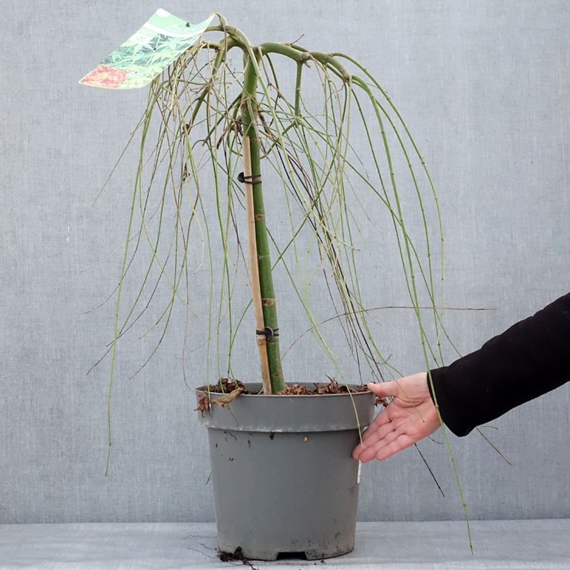 Arce japonés Ryusen Maceta 12L/15L Ejemplar entregado en invierno