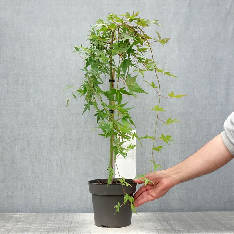 Ejemplar de Arce japonés Ryusen Maceta 3L/4L, Tallo entregado en verano