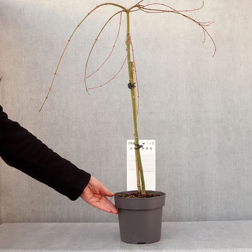 Arce japonés Ryusen Maceta 3L/4L Ejemplar entregado en invierno