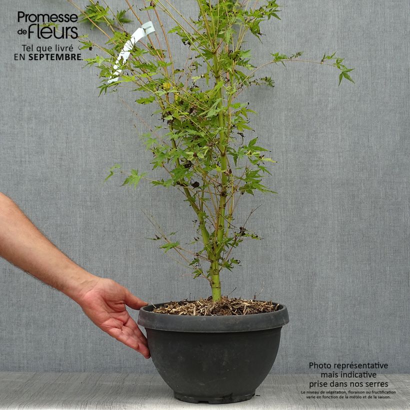 Ejemplar de Arce japonés Sangokaku - Acer palmatum Maceta 6L/7L entregado en otoño