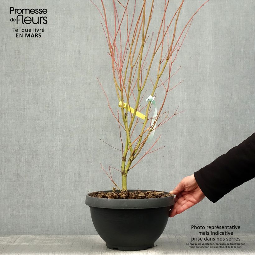 Arce japonés Sangokaku - Acer palmatum Maceta 6L/7L Ejemplar entregado en la primavera