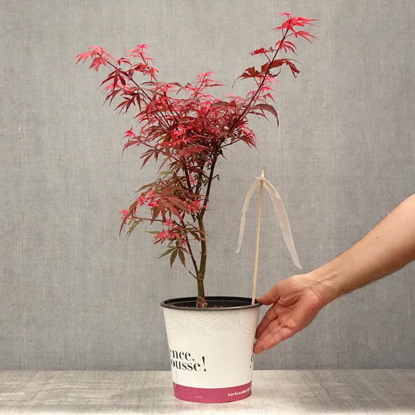 Ejemplar de Arce japonés Shaina Maceta 3L/4L entregado en verano