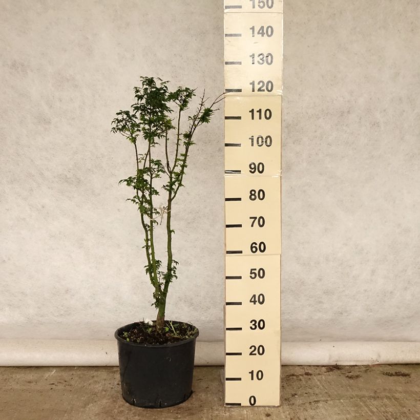 Ejemplar de Acer palmatum Shishigashira - Arce japonés Maceta 18L/20L entregado en verano