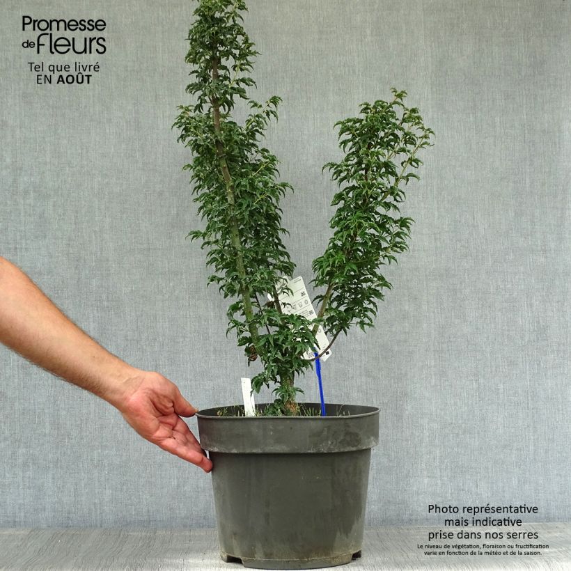 Ejemplar de Acer palmatum Shishigashira - Arce japonés Maceta 7,5L/10L entregado en verano