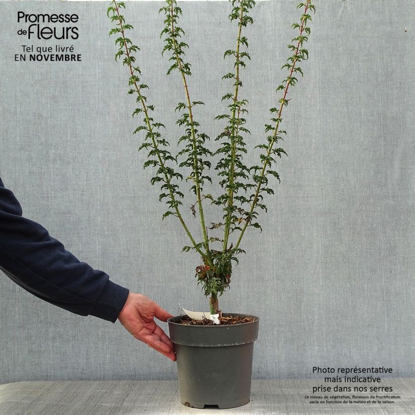 Ejemplar de Acer palmatum Shishigashira - Arce japonés Maceta 3L/4L entregado en otoño