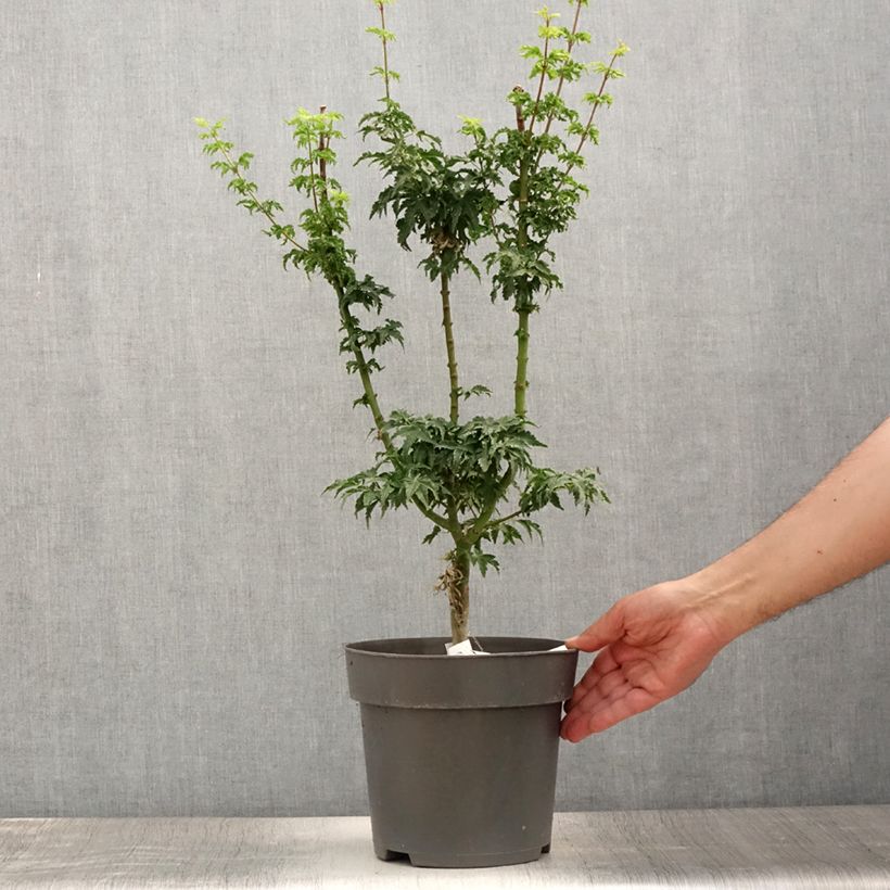 Ejemplar de Acer palmatum Shishigashira - Arce japonés Maceta 3L/4L entregado en verano