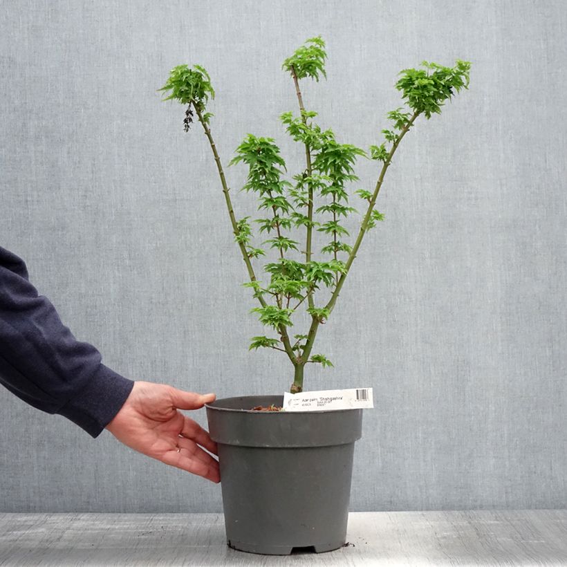 Acer palmatum Shishigashira - Arce japonés Maceta 3L/4L Ejemplar entregado en la primavera