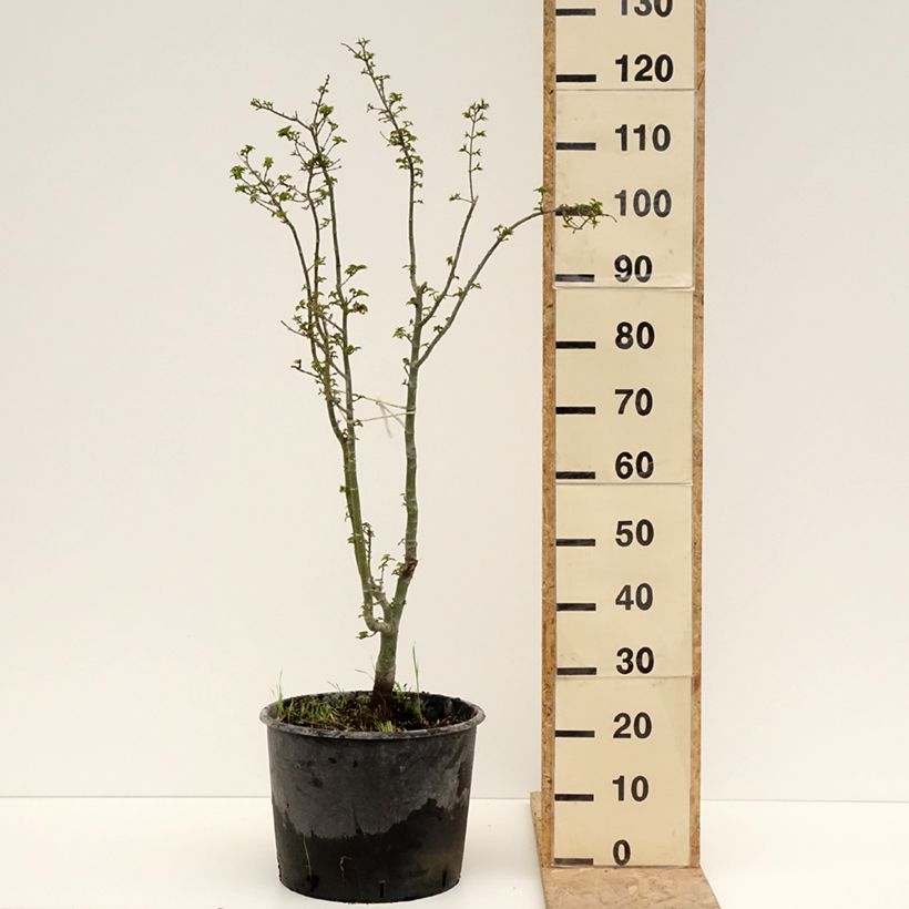 Acer palmatum Shishigashira - Arce japonés Maceta 18L/20L Ejemplar entregado en la primavera