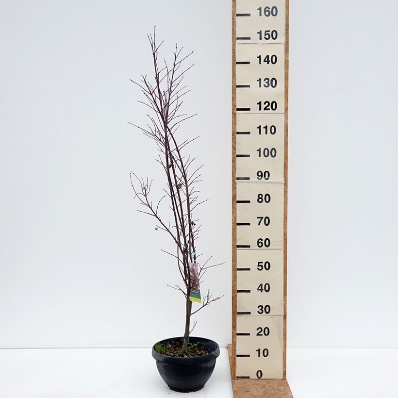 Ejemplar de Arce japonés Skeeter's Broom Maceta 7,5L / 10L, Formación arbustiva entregado en otoño