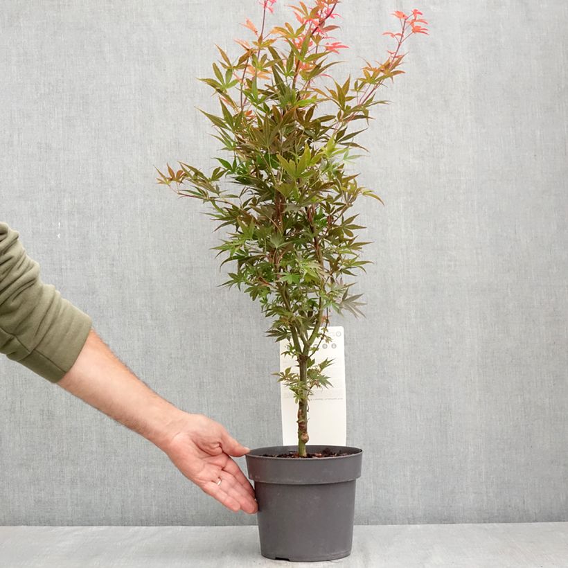 Ejemplar de Arce japonés Skeeter's Broom Maceta 3L/4L entregado en verano