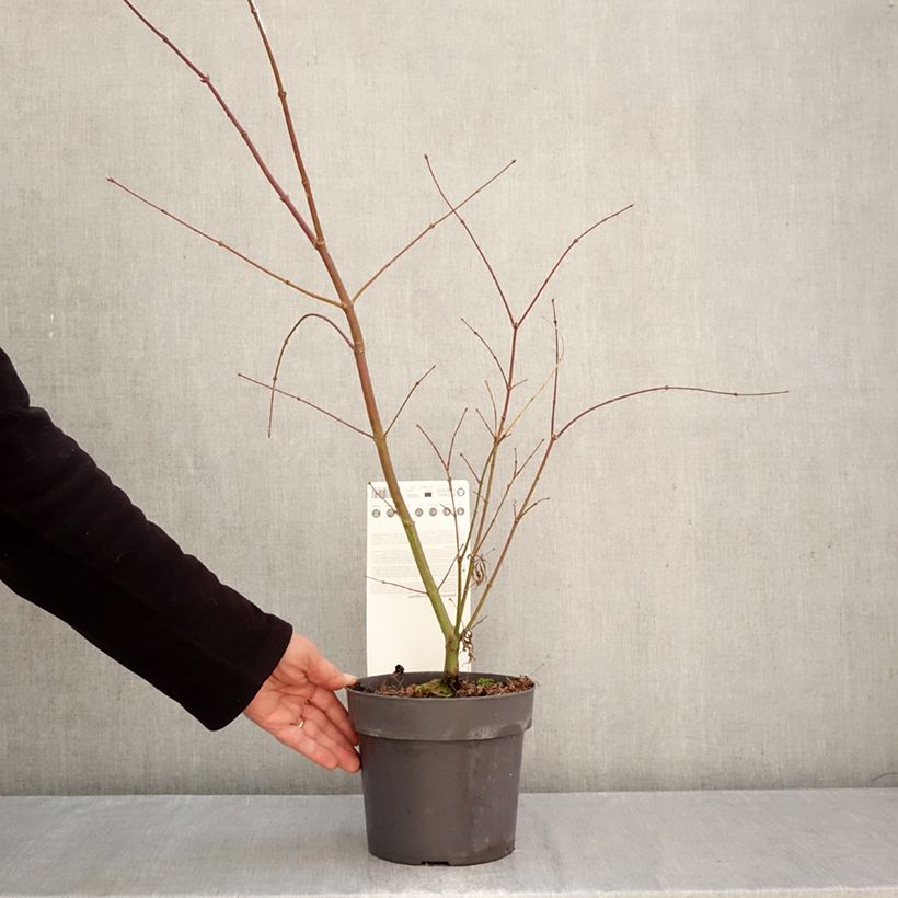 Ejemplar de Arce japonés Sumi-nagashi Maceta 3L/4L entregado en otoño