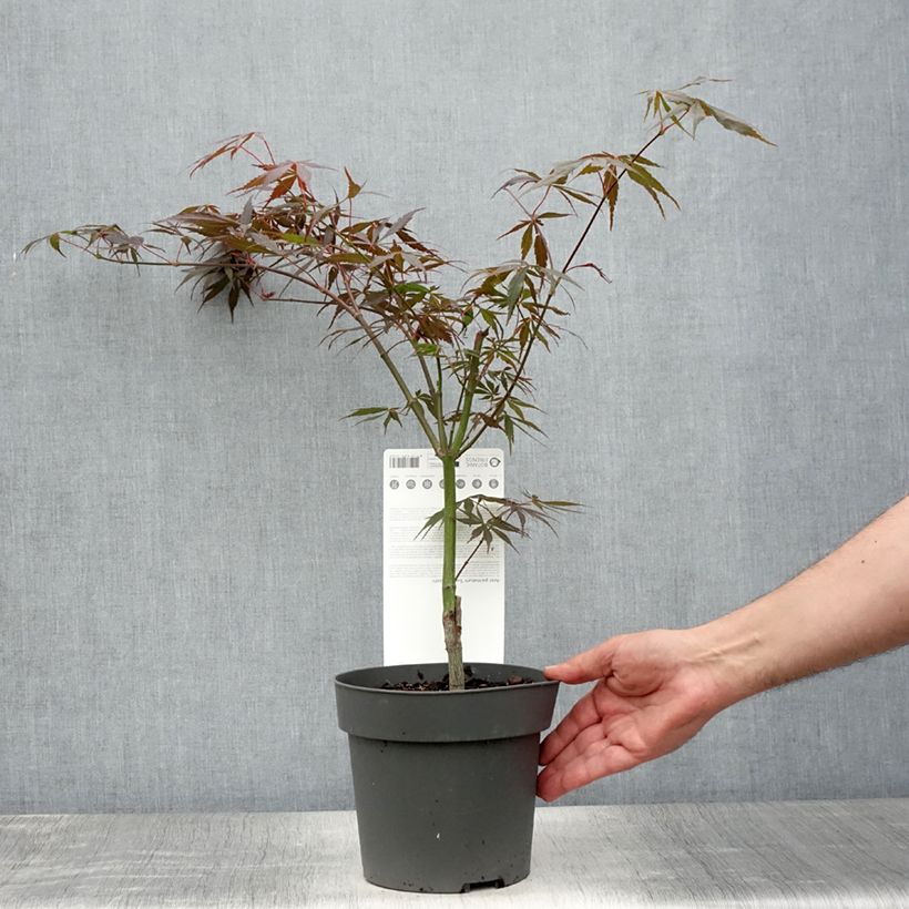 Ejemplar de Arce japonés Sumi-nagashi Maceta 3L/4L entregado en verano
