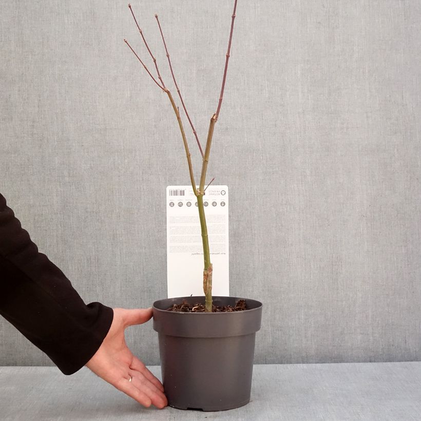 Arce japonés Sumi-nagashi Maceta 3L/4L Ejemplar entregado en invierno