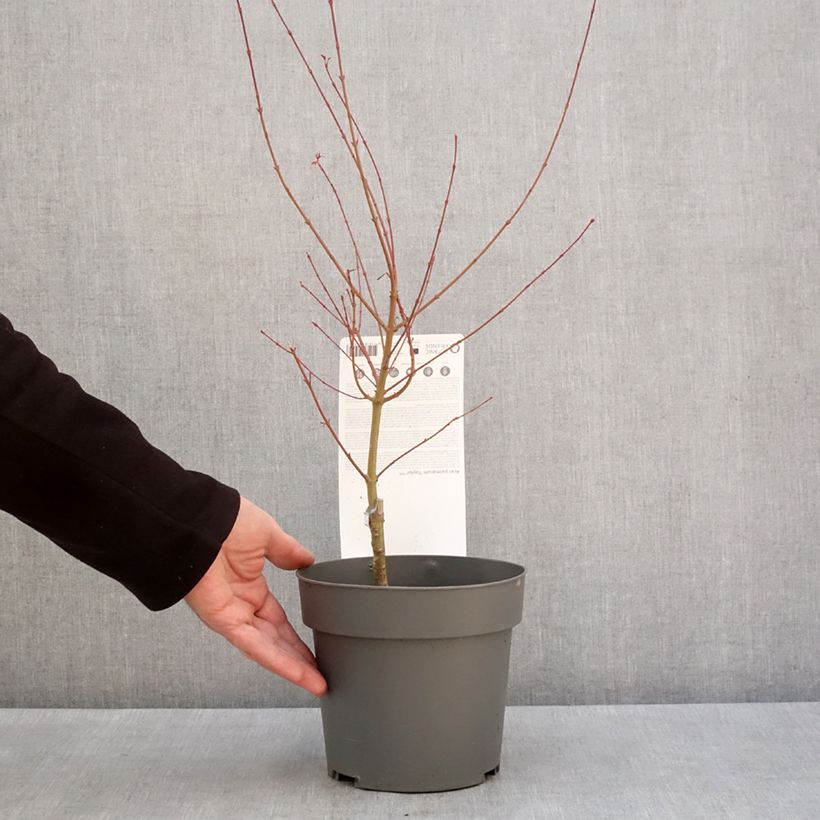Acer palmatum Taylor - Arce japonés Maceta 3L/4L Ejemplar entregado en invierno