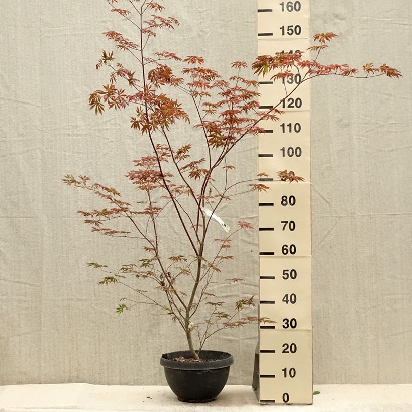 Ejemplar de Arce japonés Trompenburg Maceta 6L/7L entregado en verano