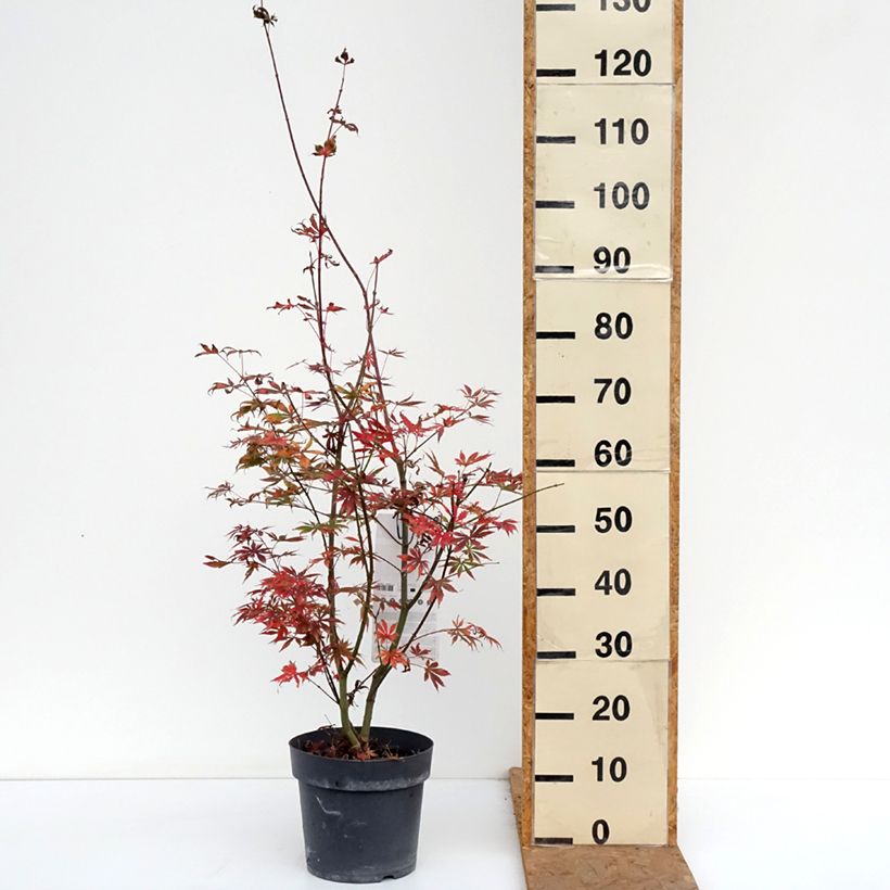 Ejemplar de Arce japonés Trompenburg Maceta 6L/7L entregado en otoño