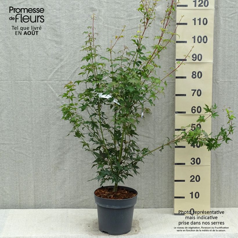 Ejemplar de Arce japonés Tsukasa Silhouette Maceta 6L/7L entregado en verano