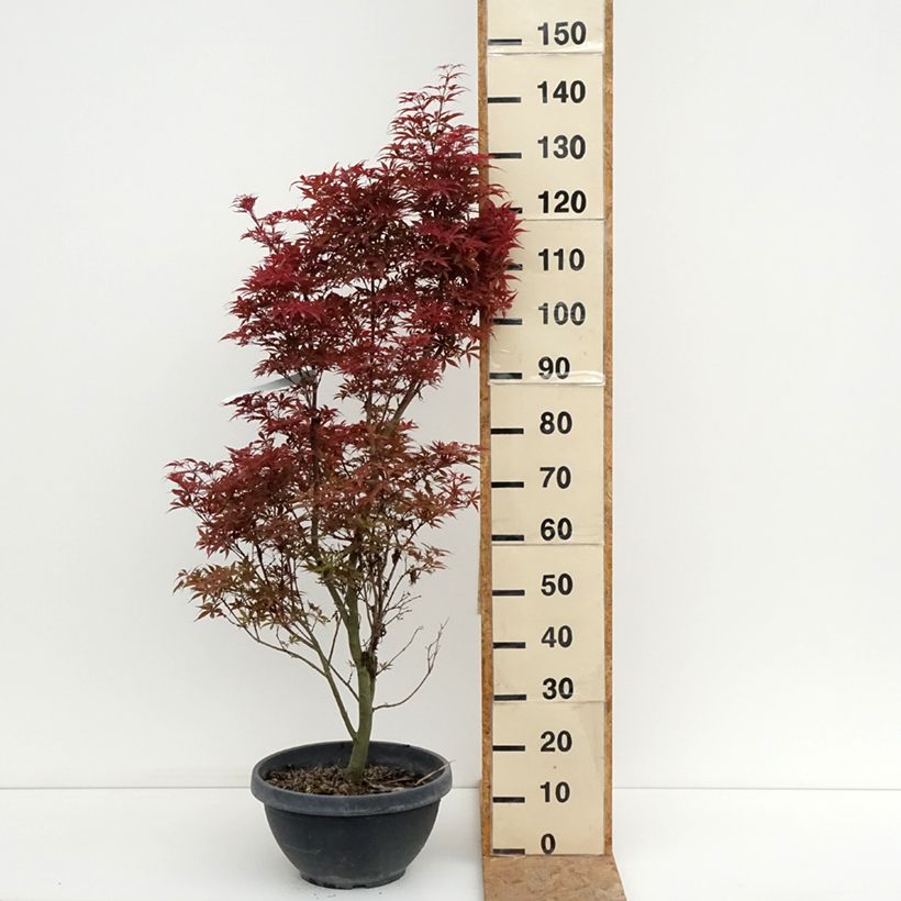 Ejemplar de Arce japonés Twomblys Red Sentinel Maceta 7,5L / 10L entregado en verano