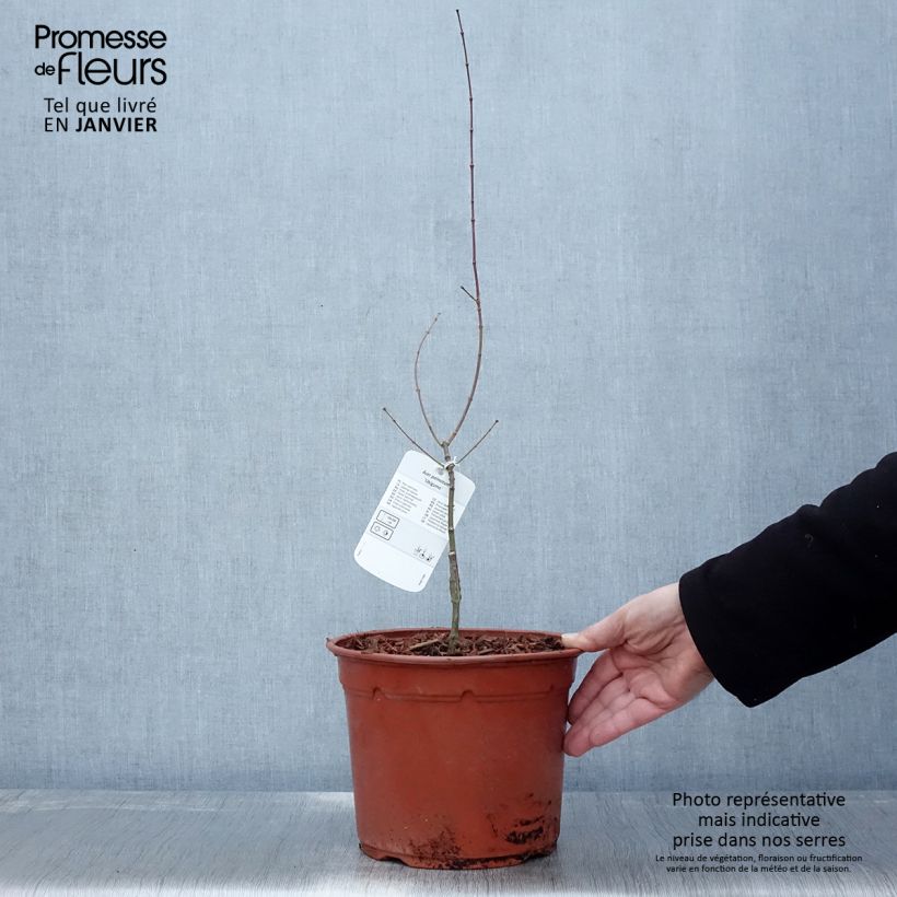 Arce japonés Ukigumo Maceta 3L/4L Ejemplar entregado en invierno