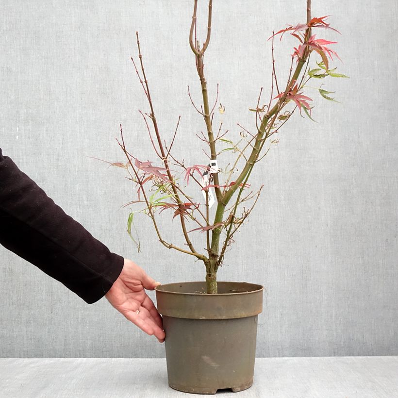 Ejemplar de Arce japonés Villa taranto Maceta 4L/5L entregado en otoño