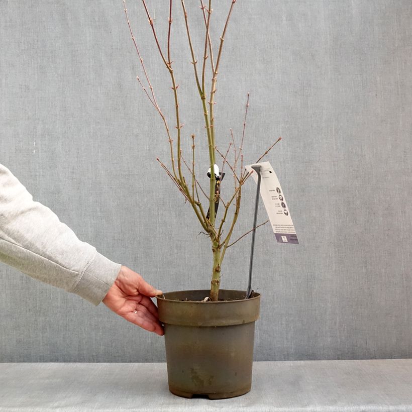 Arce japonés Villa taranto Maceta 4L/5L Ejemplar entregado en la primavera