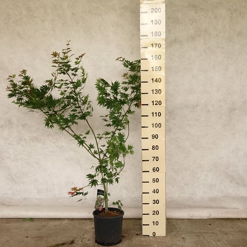 Ejemplar de Acer pseudosieboldianum North Wind Maceta 12L/15L entregado en verano