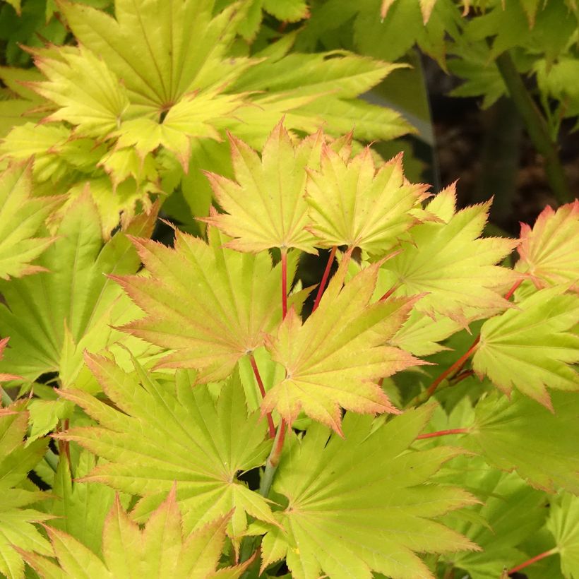 Arce de Shirasawa Aureum - Acer shirasawanum (Follaje)