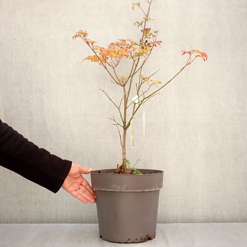 Ejemplar de Arce de Shirasawa Autumn Moon - Acer shirasawanum Maceta 7,5L/10L entregado en otoño