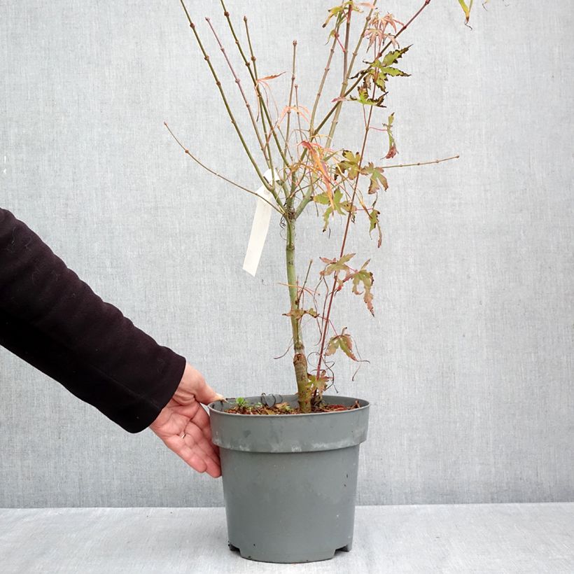 Ejemplar de Arce japonés Koto-No-Ito - Acer palmatum Maceta 6L/7L entregado en otoño