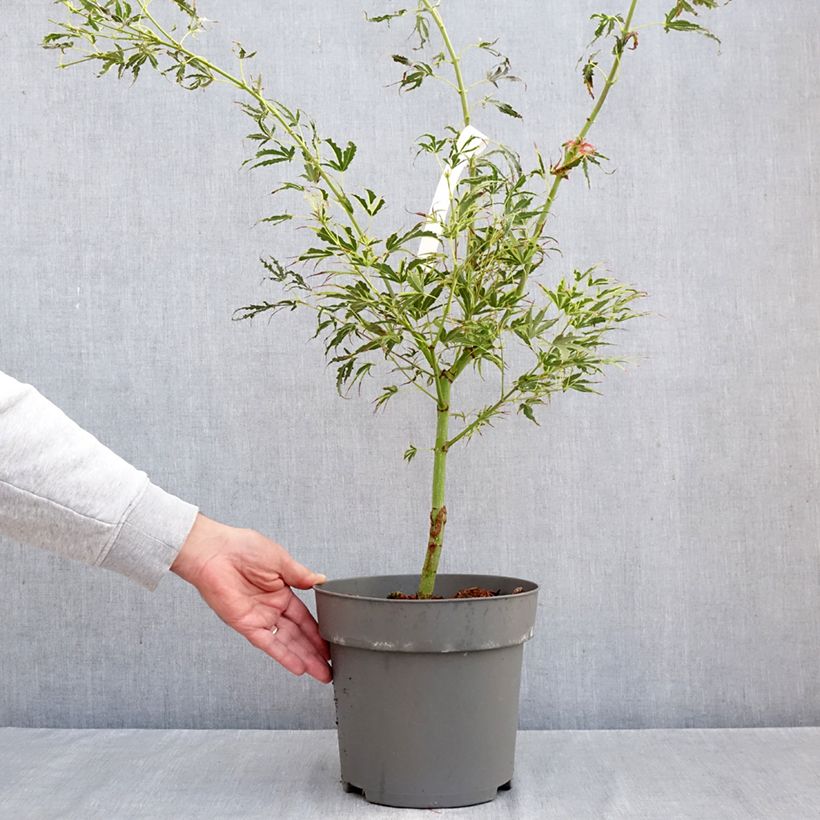 Ejemplar de Arce japonés Manyo-No-Sato Maceta 4L/5L entregado en otoño