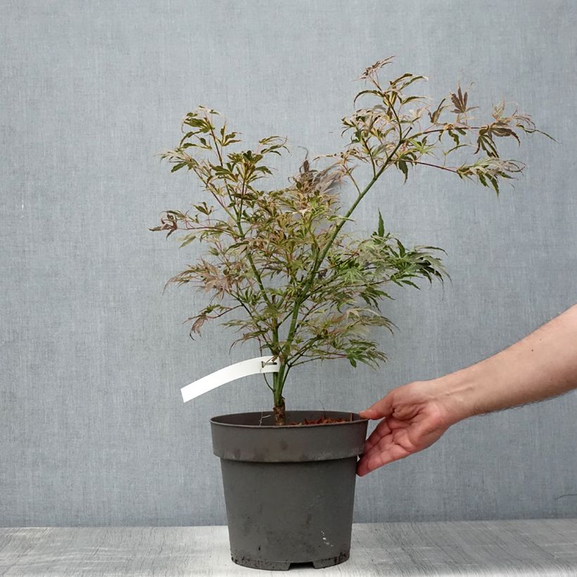 Ejemplar de Arce japonés Manyo-No-Sato Maceta 4L/5L entregado en verano