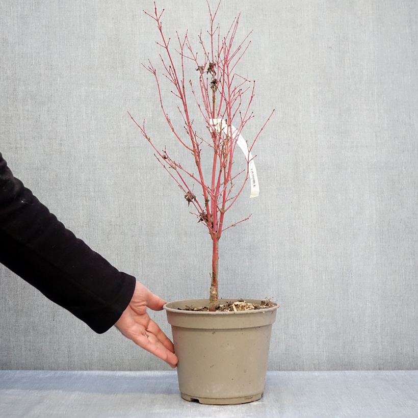 Acer palmatum Red Wood - Arce japonés Maceta 4L/5L Ejemplar entregado en invierno