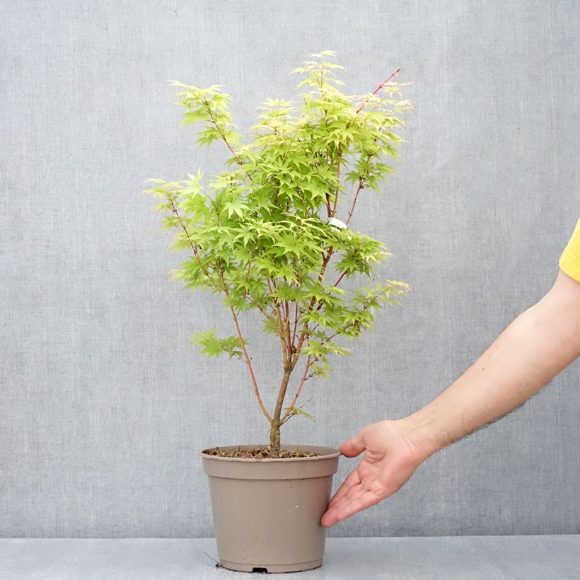 Acer palmatum Red Wood - Arce japonés Maceta 4L/5L Ejemplar entregado en la primavera