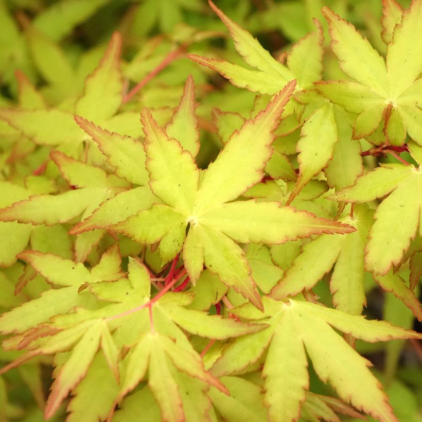 Acer palmatum Ueno Yama - Arce japonés (Follaje)