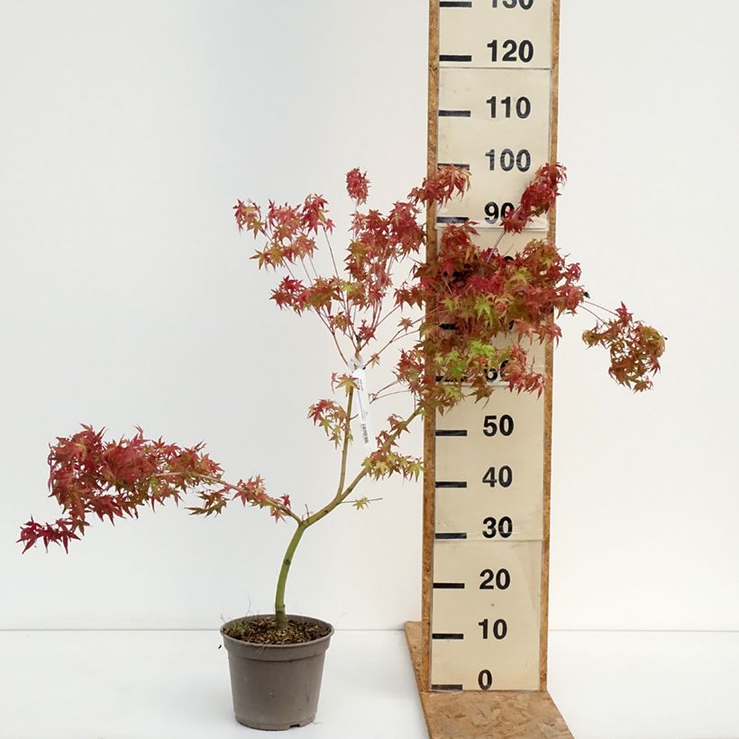 Ejemplar de Acer palmatum Ueno Yama - Arce japonés Maceta 4L/5L entregado en verano