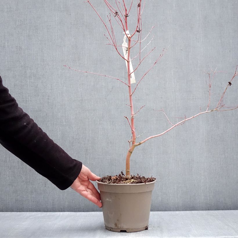 Acer palmatum Ueno Yama - Arce japonés Maceta 4L/5L Ejemplar entregado en invierno