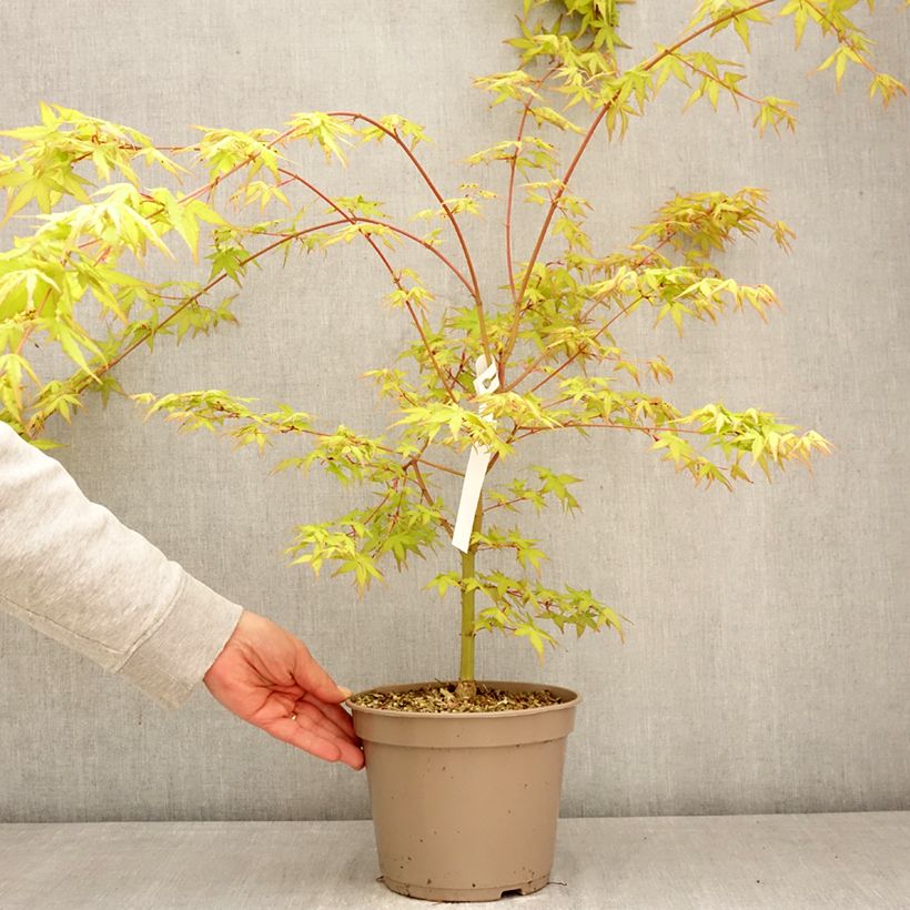 Acer palmatum Ueno Yama - Arce japonés Maceta 4L/5L Ejemplar entregado en la primavera