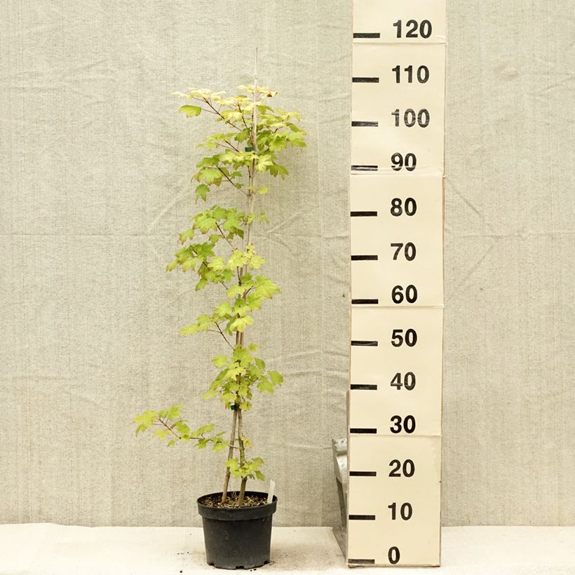 Ejemplar de Acer Orientalia Maceta 3L/4L entregado en verano