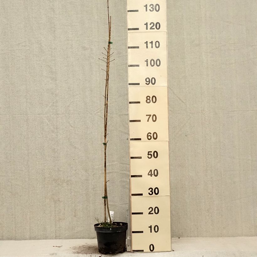 Acer Orientalia Maceta 3L/4L Ejemplar entregado en la primavera