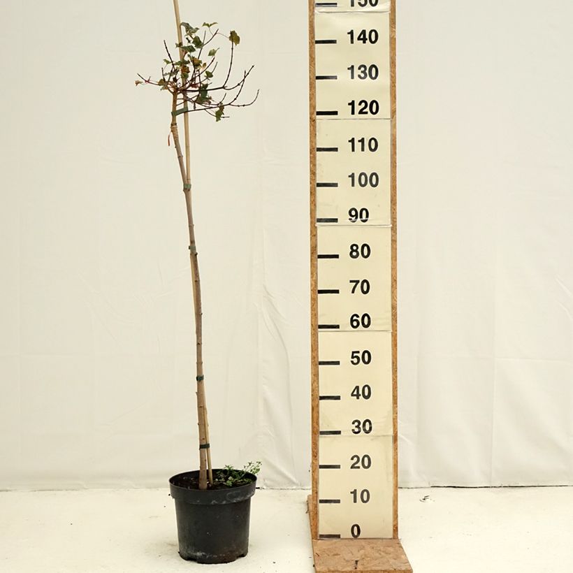 Ejemplar de Acer Ample Surprise Maceta 7,5L/10L, Tallo entregado en otoño