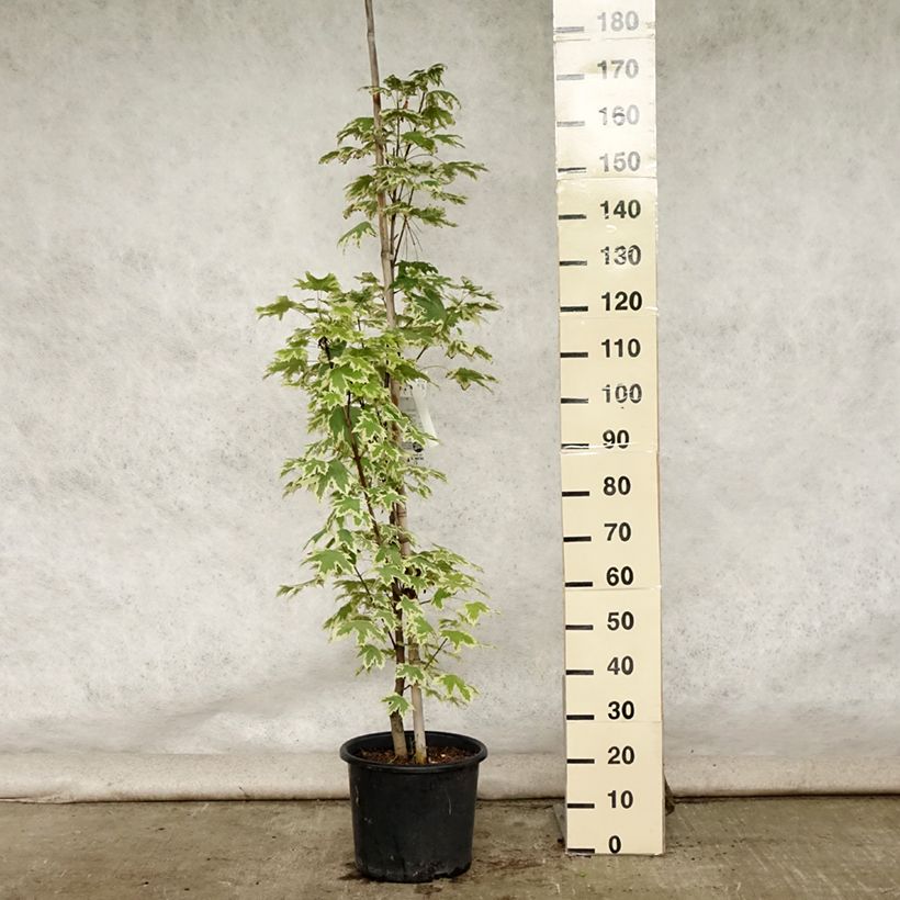 Ejemplar de Arce real Drummondii - Acer platanoides Maceta 12L/15L, Arból joven entregado en verano