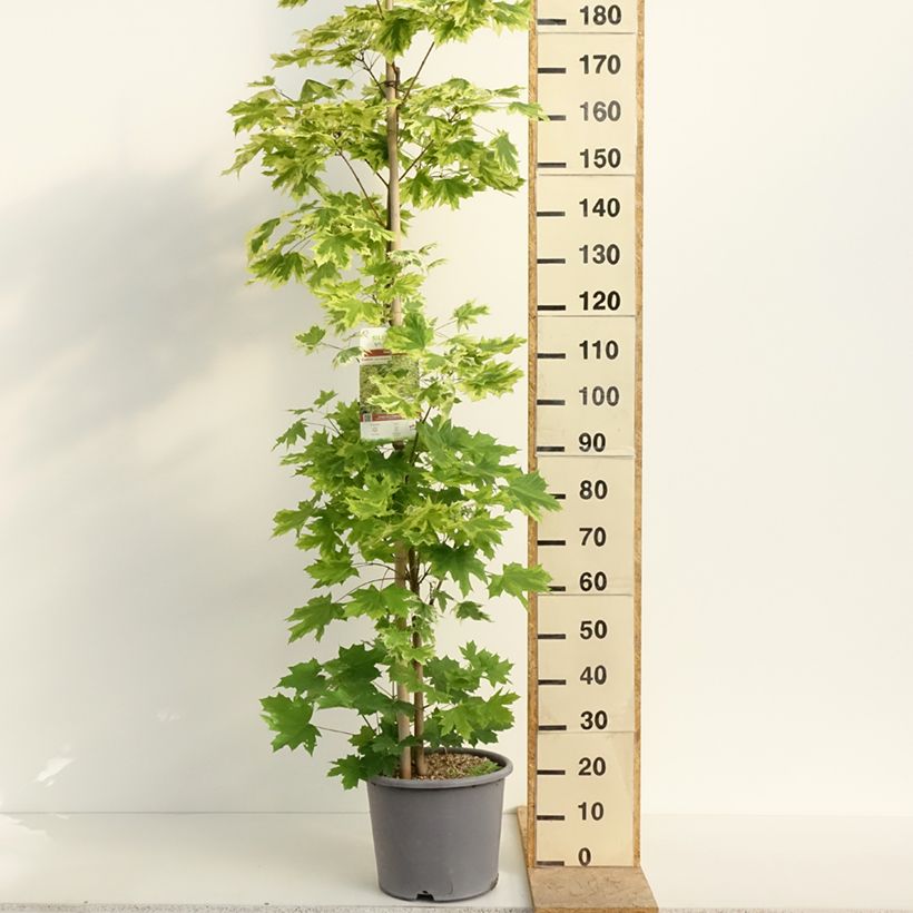 Arce real Drummondii - Acer platanoides Maceta 12L/15L, Arból joven Ejemplar entregado en la primavera