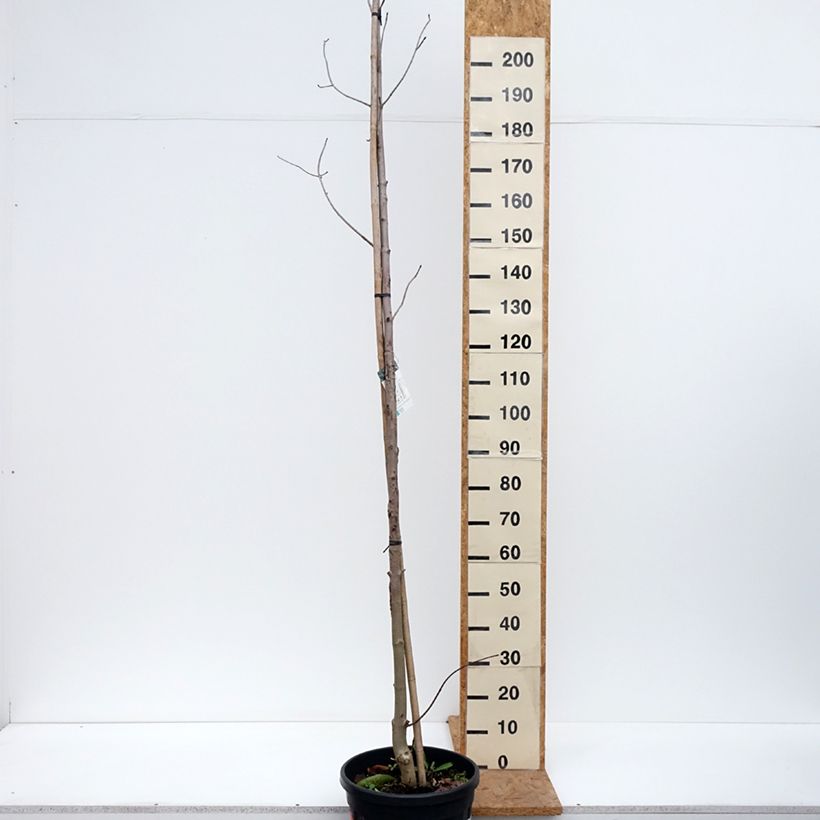 Ejemplar de Arce real Crimson King - Acer platanoides Maceta 20L/25L entregado en otoño