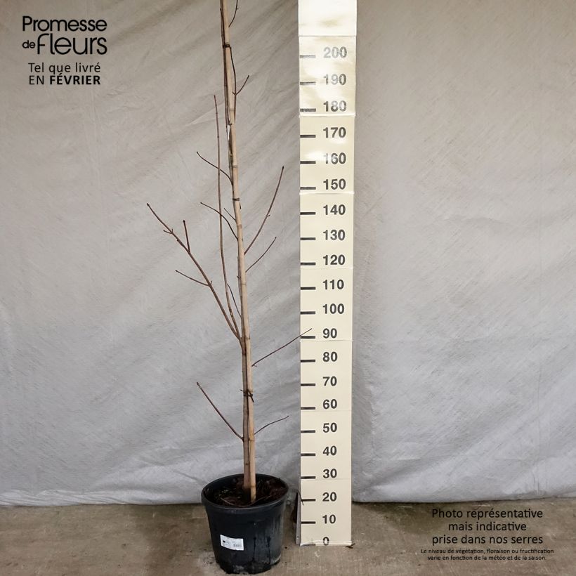 Arce real Crimson King - Acer platanoides Maceta 20L/25L Ejemplar entregado en invierno