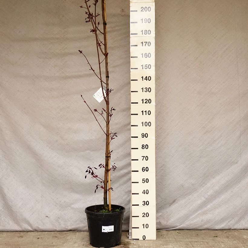 Arce real Crimson King - Acer platanoides Maceta 20L/25L Ejemplar entregado en la primavera